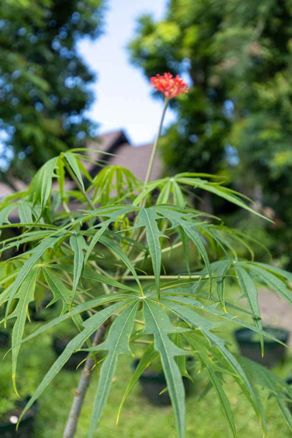 Thai Medicinal Herb Garden Plant Index | Kamala Beach Estate 14 Jatropha multifida – Coral Plant (ปัตตาเวีย), tropical medicinal shrub with deeply lobed leaves and bright red coral-like flowers.