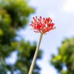 014 Jatropha multifida – Coral Plant 1 Jatropha multifida – Coral Plant (ปัตตาเวีย), tropical medicinal shrub with deeply lobed leaves and bright red coral-like flowers.
