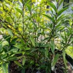 008 Justicia gendarussa – Willow-leaved Justicia 3 Justicia gendarussa