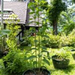 Justicia gendarussa – Willow-Leaved Justicia (เสลดพังพอนตัวผู้), tall Thai medicinal herb with slender green stems and lanceolate leaves.