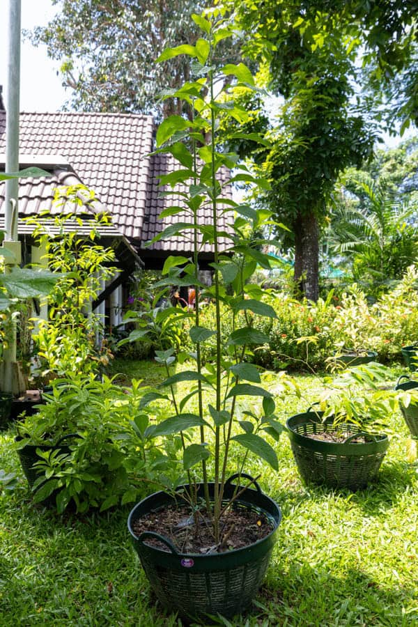 Thai Medicinal Herb Garden Plant Index | Kamala Beach Estate 39 Justicia gendarussa – Willow-Leaved Justicia (เสลดพังพอนตัวผู้), tall Thai medicinal herb with slender green stems and lanceolate leaves.
