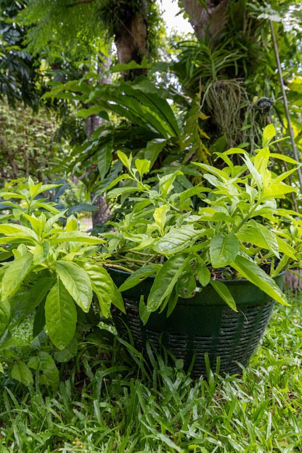 Thai Medicinal Herb Garden Plant Index | Kamala Beach Estate 44 Justicia gendarussa – Willow-leaved Justicia (เสลดพังพอนตัวผู้), Thai medicinal shrub with slender light-green leaves.