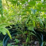 Justicia gendarussa – Willow-leaved Justicia (เสน่ห์จันทร์แดง), Thai medicinal plant with narrow, glossy green leaves.