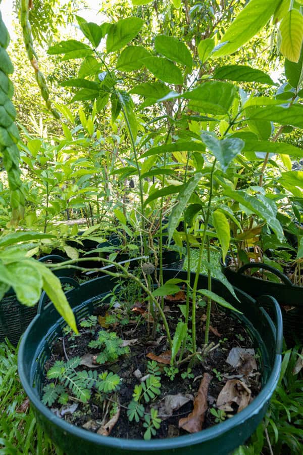 Thai Medicinal Herb Garden Plant Index | Kamala Beach Estate 59 Justicia gendarussa – Willow-leaved Justicia (เสน่ห์จันทร์แดง), Thai medicinal plant with narrow, glossy green leaves.