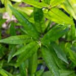 008 Justicia gendarussa – Willow-leaved Justicia 1 Justicia gendarussa-3