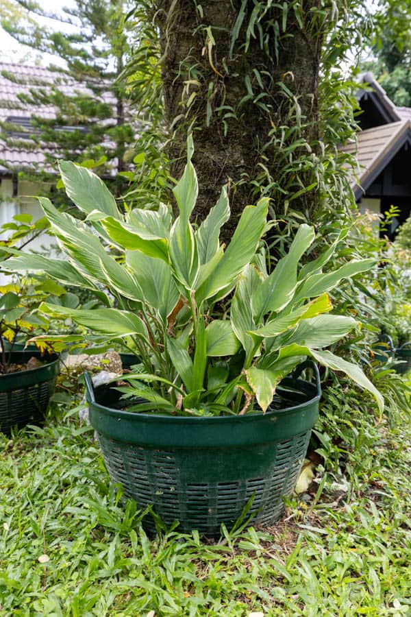 Thai Medicinal Herb Garden Plant Index | Kamala Beach Estate 31 Kaempferia galanga – Aromatic Sand Ginger (เปราะหอม), Thai medicinal plant with broad variegated leaves and aromatic rhizomes.