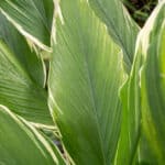 Kaempferia galanga – Aromatic Sand Ginger (เปราะหอม), Thai medicinal plant with broad variegated leaves and aromatic rhizomes.