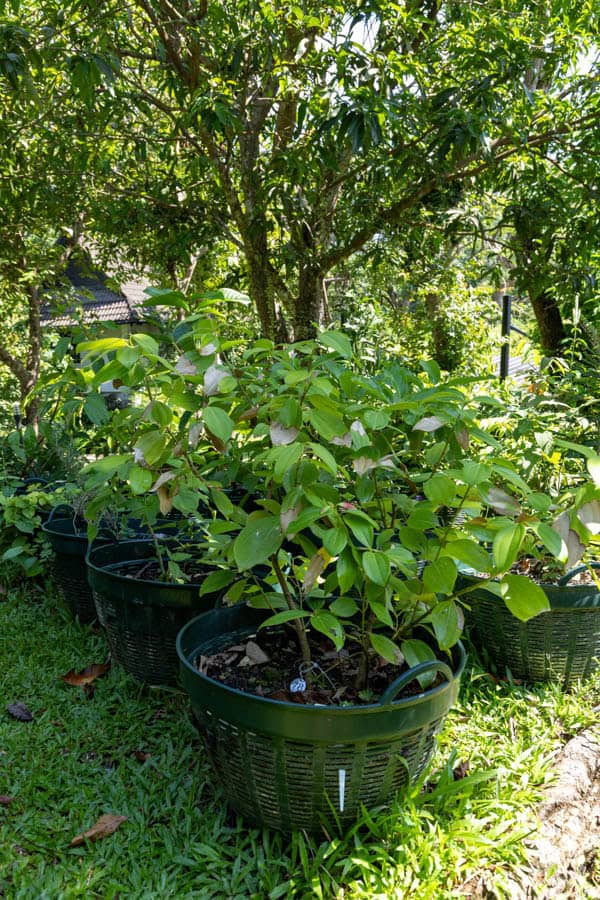 Thai Medicinal Herb Garden Plant Index | Kamala Beach Estate 77 Melastoma malabathricum – Indian Rhododendron (ช้าพลู), Thai medicinal shrub with oval green leaves and distinctive parallel veins.