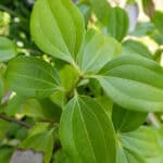 Melastoma malabathricum-3