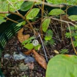 043 Mitragyna speciosa – Kratom 3 Mitragyna speciosa
