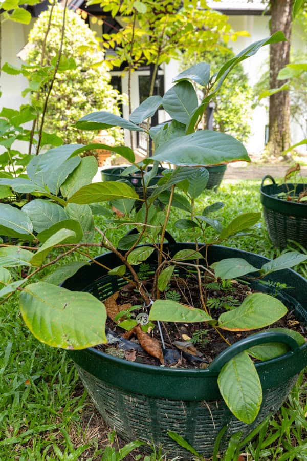 Thai Medicinal Herb Garden Plant Index | Kamala Beach Estate 43 Mitragyna speciosa – Kratom (กระท่อม), young Thai medicinal tree with broad glossy leaves.