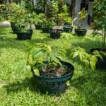 Mitragyna speciosa – Kratom (กระท่อม), Thai medicinal tree with large glossy leaves used for natural pain relief and energy balance