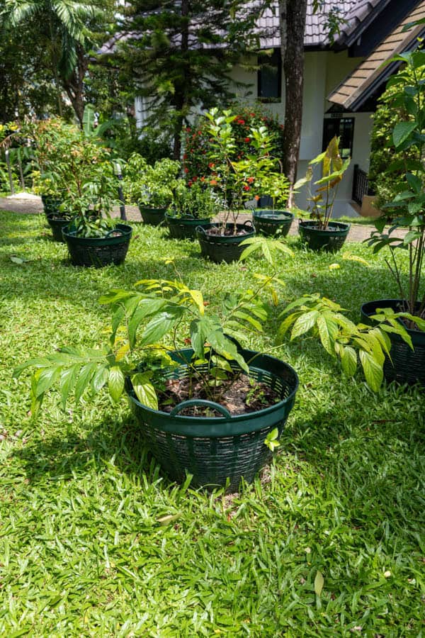 Thai Medicinal Herb Garden Plant Index | Kamala Beach Estate 38 Mitragyna speciosa – Kratom (กระท่อม), Thai medicinal tree with large glossy leaves used for natural pain relief and energy balance
