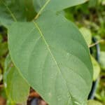 043 Mitragyna speciosa – Kratom 1 Mitragyna speciosa-3