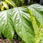 Mitragyna speciosa-3