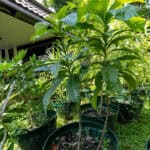 062 Morinda citrifolia – Noni (ยอ / Indian Mulberry) 2 Morinda citrifolia – Noni (ยอ), Thai medicinal tree with large glossy leaves and pale fruit used for healing and tonics.