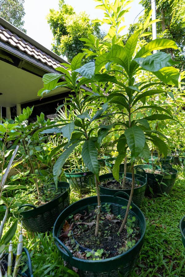 Thai Medicinal Herb Garden Plant Index | Kamala Beach Estate 61 Morinda citrifolia – Noni (ยอ), Thai medicinal tree with large glossy leaves and pale fruit used for healing and tonics.