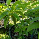 Morinda citrifolia – Noni (ยอ), Thai medicinal plant with glossy green leaves used for immune support and detoxification.
