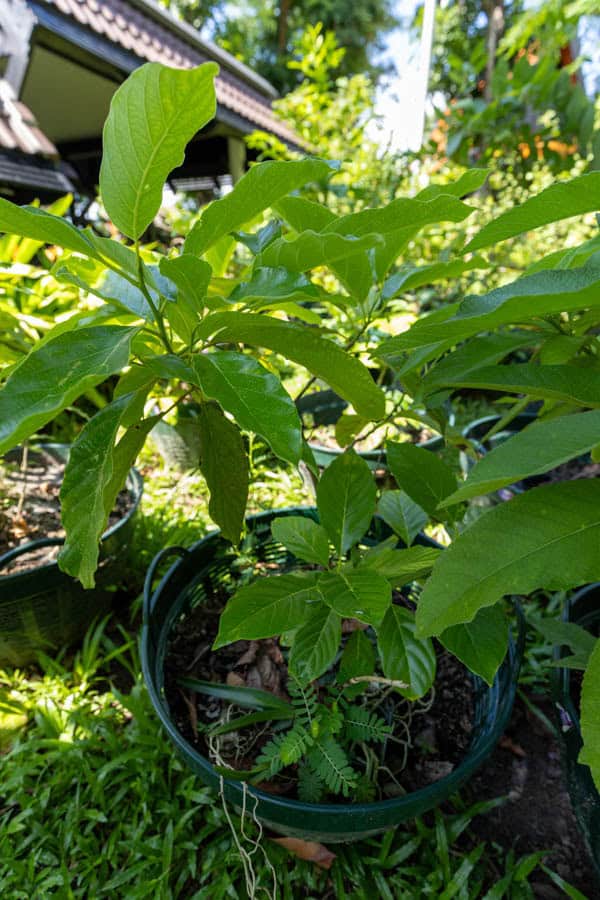 Thai Medicinal Herb Garden Plant Index | Kamala Beach Estate 79 Morinda citrifolia – Noni (ยอ), Thai medicinal plant with glossy green leaves used for immune support and detoxification.