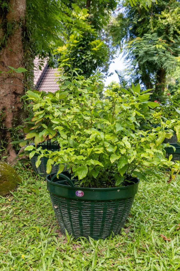 Thai Medicinal Herb Garden Plant Index | Kamala Beach Estate 17 Morinda citrifolia (Noni / ยอ), green-leaved tropical shrub grown in Kamala Beach Estate’s Thai Medicinal Herb Garden.