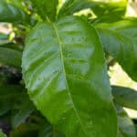 062 Morinda citrifolia – Noni (ยอ / Indian Mulberry) 1 Morinda citrifolia-3