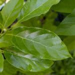 Morinda citrifolia – Noni (ยอ), Thai medicinal plant with glossy green leaves used for immune support and detoxification.