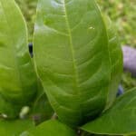 024 Morinda citrifolia – Noni 1 Morinda citrifolia-4