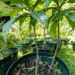 062 Morinda citrifolia – Noni (ยอ / Indian Mulberry) 3 Morinda citrifolia
