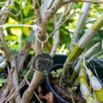 068 Morus alba – White Mulberry (หม่อน / Mon) 3 Morus alba
