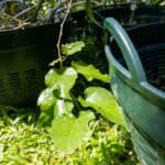 068 Morus alba – White Mulberry (หม่อน / Mon) 2 Morus alba-2