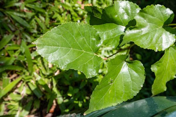 Thai Medicinal Herb Garden Plant Index | Kamala Beach Estate 67 Morus alba – White Mulberry (หม่อน), Thai medicinal tree with serrated leaves used for tea and blood health.