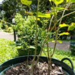 Morus alba_