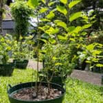 Morus alba (White Mulberry / หม่อน), Thai medicinal plant with serrated green leaves grown at Kamala Beach Estate Herb Garden.