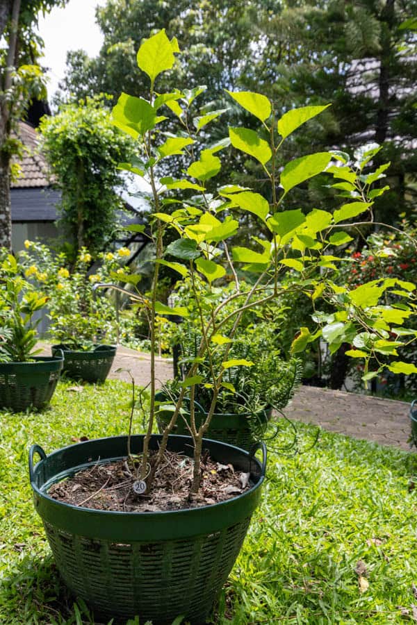 Thai Medicinal Herb Garden Plant Index | Kamala Beach Estate 20 Morus alba (White Mulberry / หม่อน), Thai medicinal plant with serrated green leaves grown at Kamala Beach Estate Herb Garden.