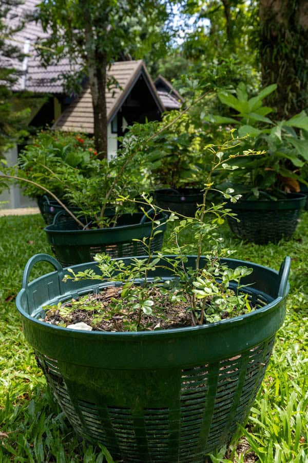 Thai Medicinal Herb Garden Plant Index | Kamala Beach Estate 34 Murraya paniculata – Orange Jasmine (แก้ว), Thai medicinal shrub with glossy compound leaves and fragrant white flowers.