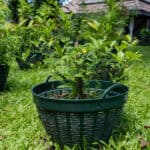 Murraya paniculata-2