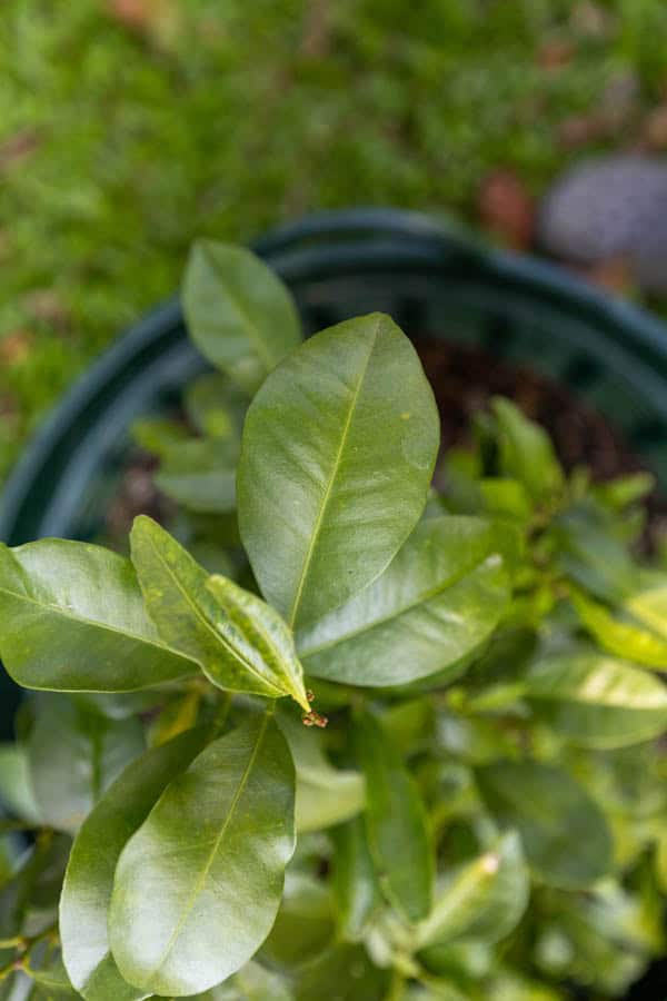 Thai Medicinal Herb Garden Plant Index | Kamala Beach Estate 95 Murraya paniculata – Orange Jasmine (แก้ว) growing in the KBE Thai Medicinal Herb Garden.