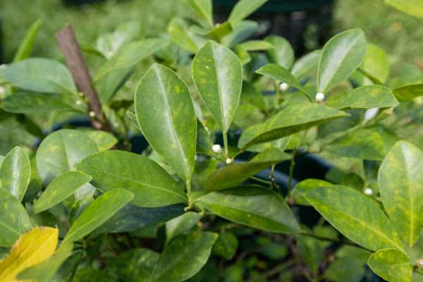 Thai Medicinal Herb Garden Plant Index | Kamala Beach Estate 7 Murraya paniculata 3