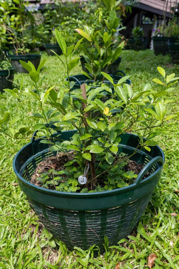 Thai Medicinal Herb Garden Plant Index | Kamala Beach Estate 3 Murraya paniculata – Orange Jasmine (แก้ว), Thai medicinal shrub with glossy leaves and small white fragrant flowers.