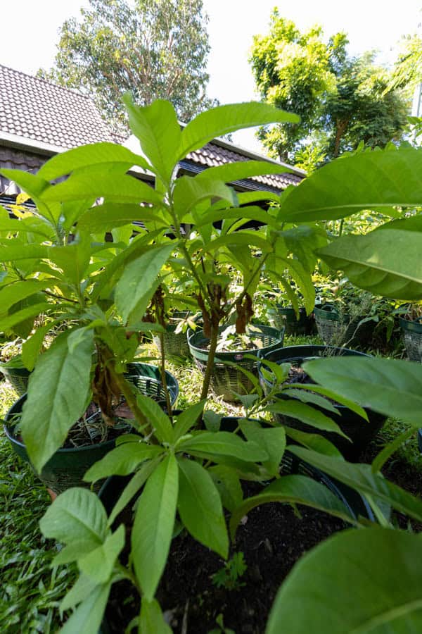 Thai Medicinal Herb Garden Plant Index | Kamala Beach Estate 80 Oroxylum indicum – Indian Trumpet Tree (เพกา), Thai medicinal plant with long serrated leaves used for detoxification and digestion.