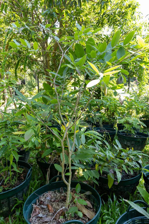 Thai Medicinal Herb Garden Plant Index | Kamala Beach Estate 63 Oroxylum indicum – Indian Trumpet Flower (เพกา), Thai medicinal tree with long hanging pods and bright green leaves.