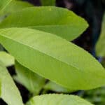 081 Oroxylum indicum – Indian Trumpet Tree (เพกา / Phega) 1 Oroxylum indicum – Indian Trumpet Tree (เพกา), Thai medicinal plant with long serrated leaves used for detoxification and digestion.