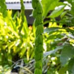 064 Oroxylum indicum – Indian Trumpet Flower (เพกา / Peka) 1 Oroxylum indicum-3