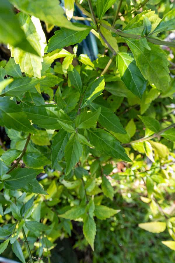 Thai Medicinal Herb Garden Plant Index | Kamala Beach Estate 73 Orthosiphon aristatus, พญายอ, Cat’s whiskers, Java tea, Thai medicinal plant, diuretic herb, kidney tonic, KBE Thai Medicinal Herb Garden