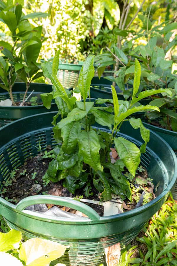 Thai Medicinal Herb Garden Plant Index | Kamala Beach Estate 68 Passiflora edulis – Passion Fruit (เสาวรส), young Thai medicinal vine with glossy, deeply veined leaves.