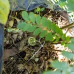 088 Phyllanthus acidus – Otaheite Gooseberry (มะยม / Mayom) 1 Phyllanthus acidus