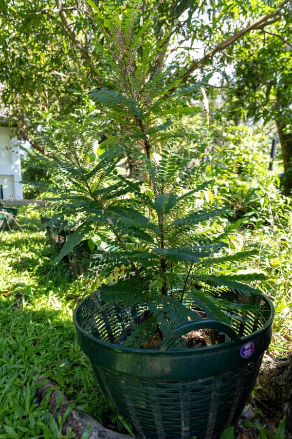 Thai Medicinal Herb Garden Plant Index | Kamala Beach Estate 87 Phyllanthus acidus – Otaheite Gooseberry (มะยม), small Thai medicinal tree with compound leaves and pale yellow sour fruits.