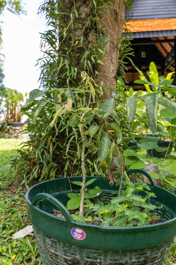 Thai Medicinal Herb Garden Plant Index | Kamala Beach Estate 26 Phyllanthus amarus – Stonebreaker (หญ้าใต้ใบ), Thai medicinal herb with small leaves growing along slender stems.