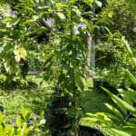 Piper nigrum – Black Pepper (พริกไทย), Thai medicinal climbing vine with glossy green leaves and aromatic pepper fruits.