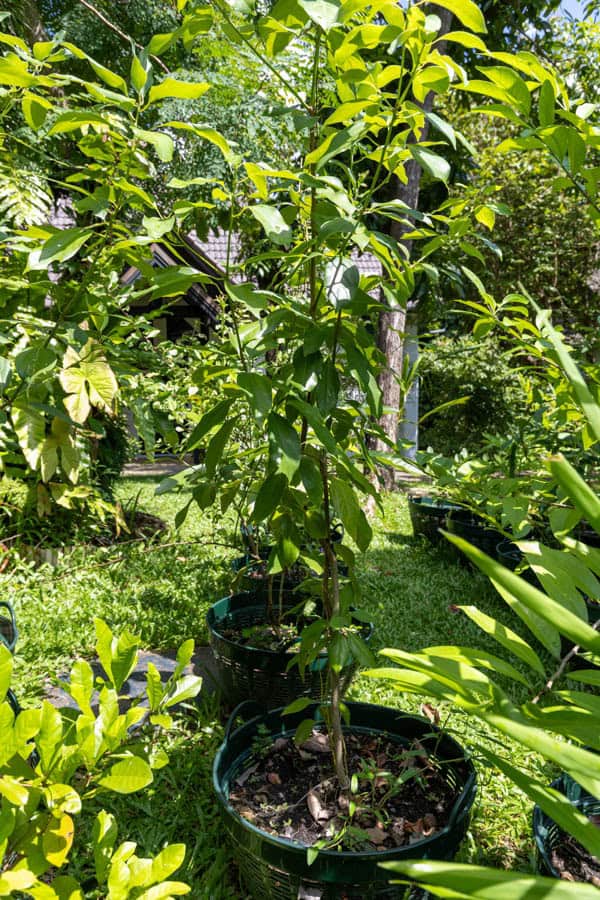 Thai Medicinal Herb Garden Plant Index | Kamala Beach Estate 54 Piper nigrum – Black Pepper (พริกไทย), Thai medicinal climbing vine with glossy green leaves and aromatic pepper fruits.